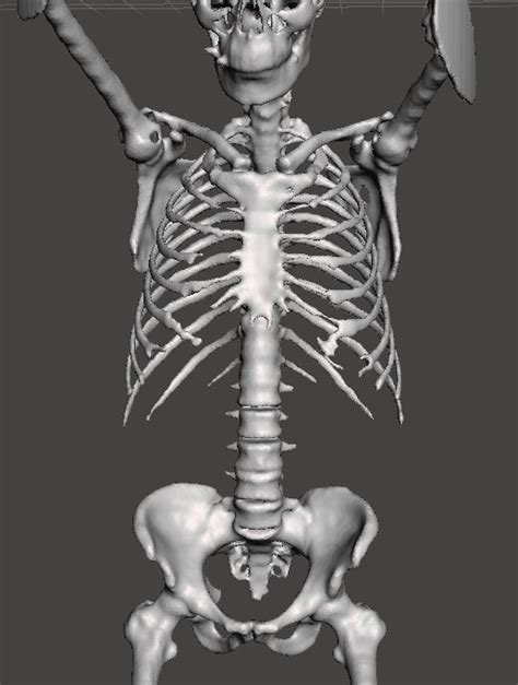 Head and Neck STL File 3D Model Converted from a CT Scan .